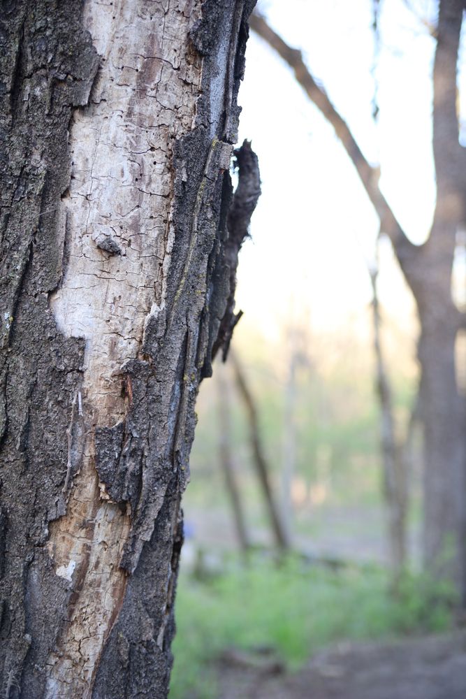 Tree barks at Ernie Miller Park & Nature Center