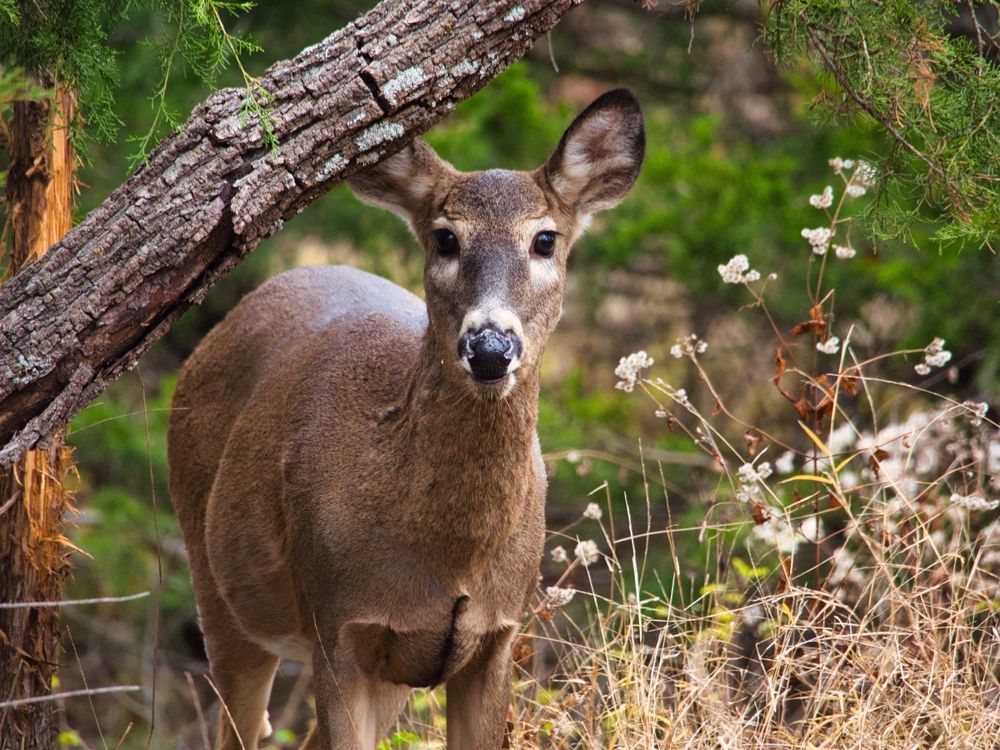 Deer at Ernie Miller Park & Nature Center