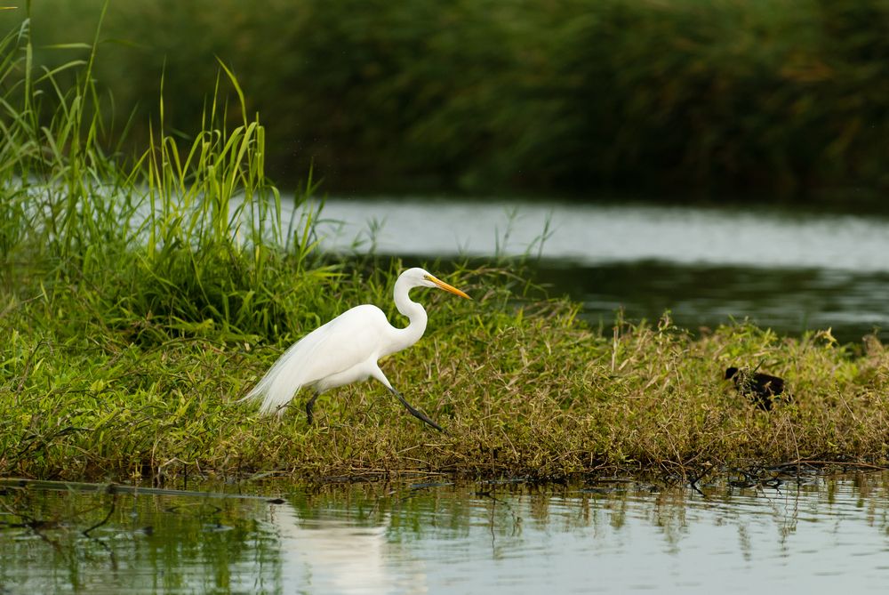 An erget at Estuary San Jose del Cabo