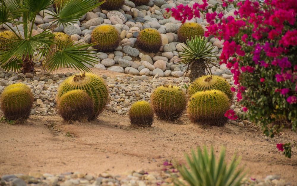 Cactus at Estuary San Jose del Cabo