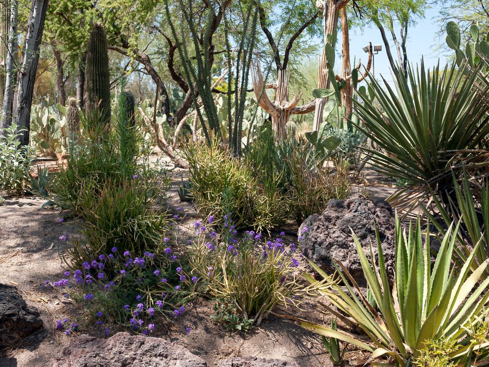 Cactus at Ethel M Chocolate Factory and Botanical Cactus Garden