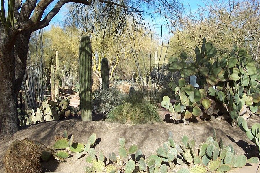 Unique Plants at Ethel M Botanical Cactus Garden