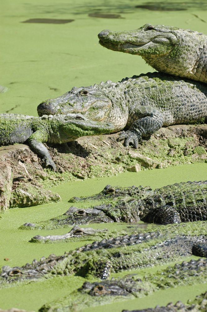 Alligators at Everglades National Park