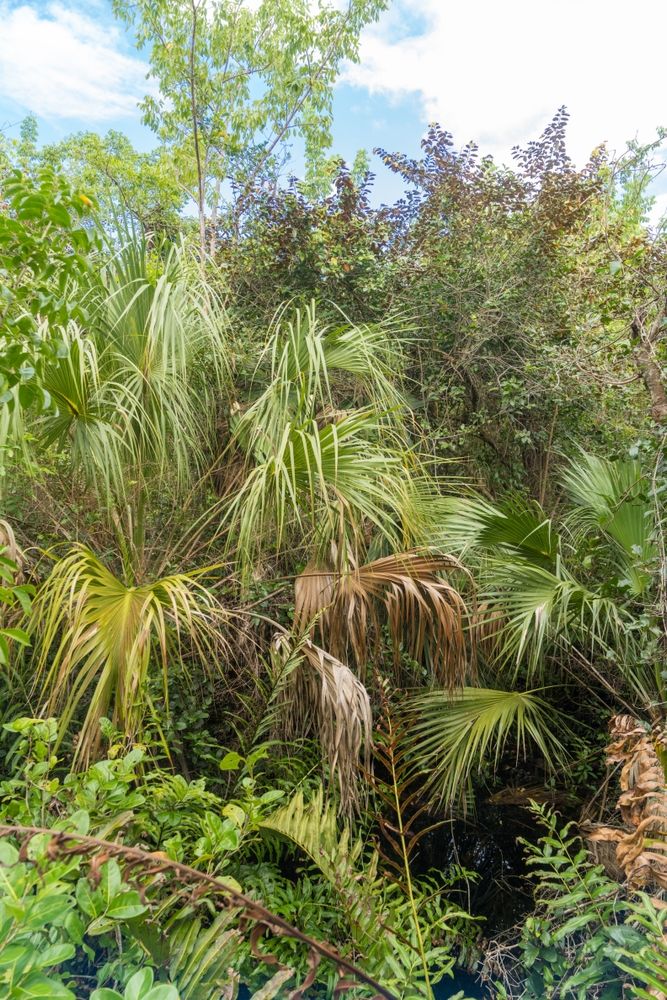 Thick vegetation at Everglades National Park