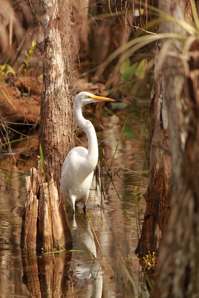 Erget at Everglades National Park