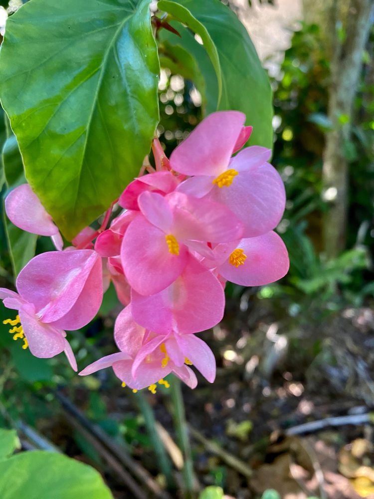 Beautiful pink flower at Fairchild Tropical Botanical Garden