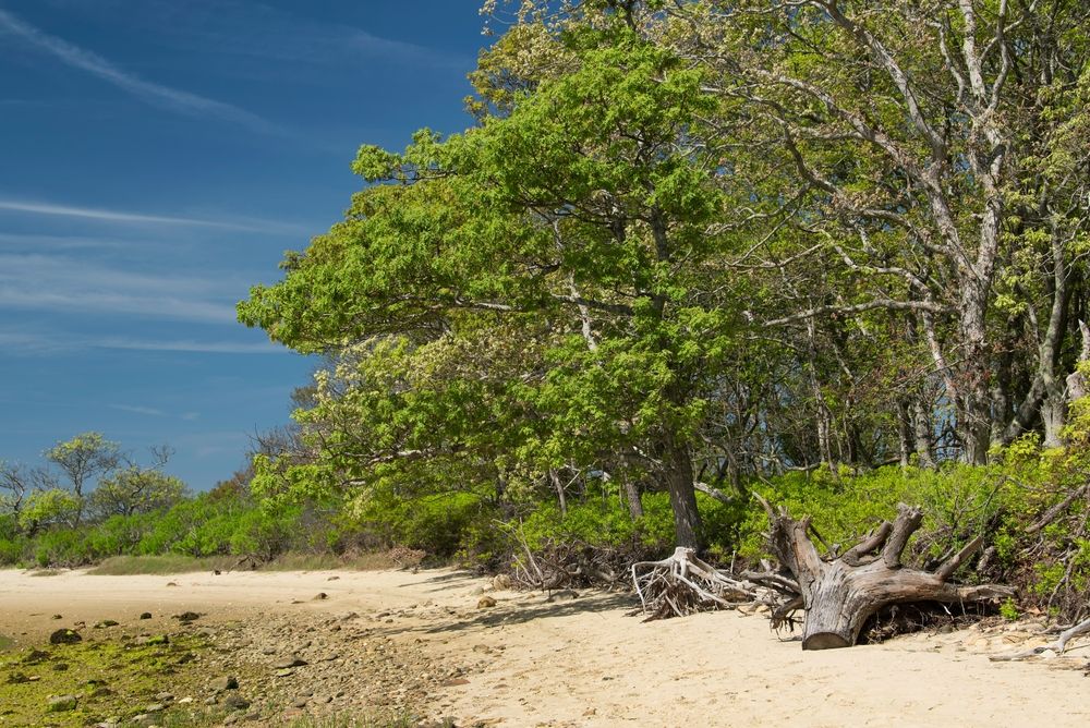 View of Felix Neck Wildlife Sanctuary