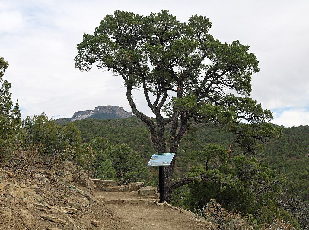 A Tree in Fishers Peak State Park