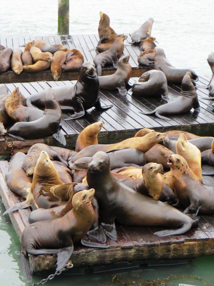 Sea Lions at Fisherman’s Wharf
