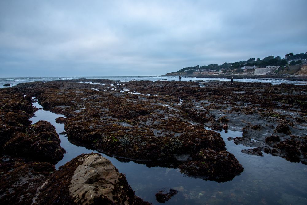 Tide pools at Fitzgerald Marine Reserve