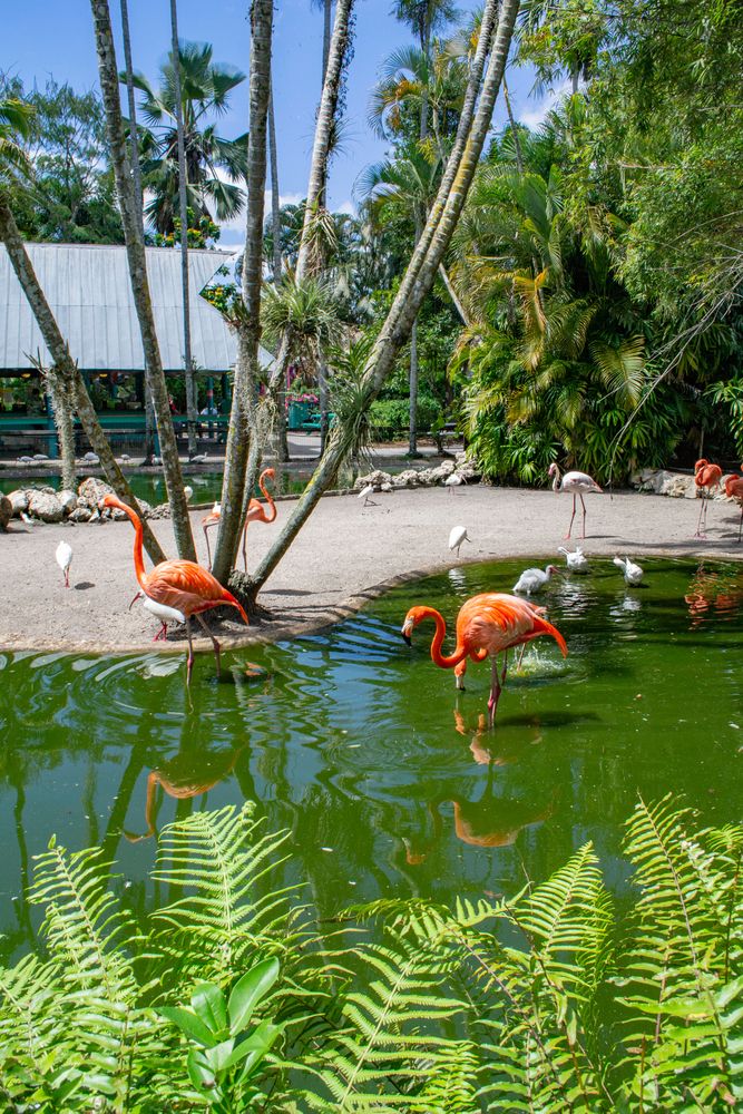 Flamingos searching for its prey on the pond at Flamingo Gardens