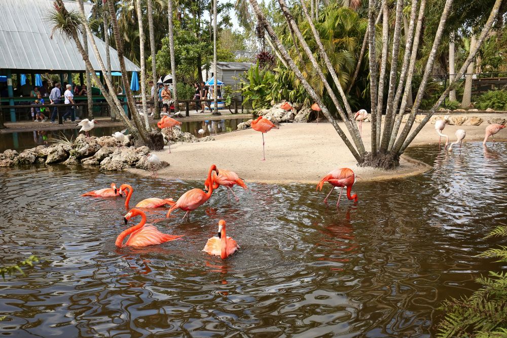 Flamingos at Flamingo Gardens
