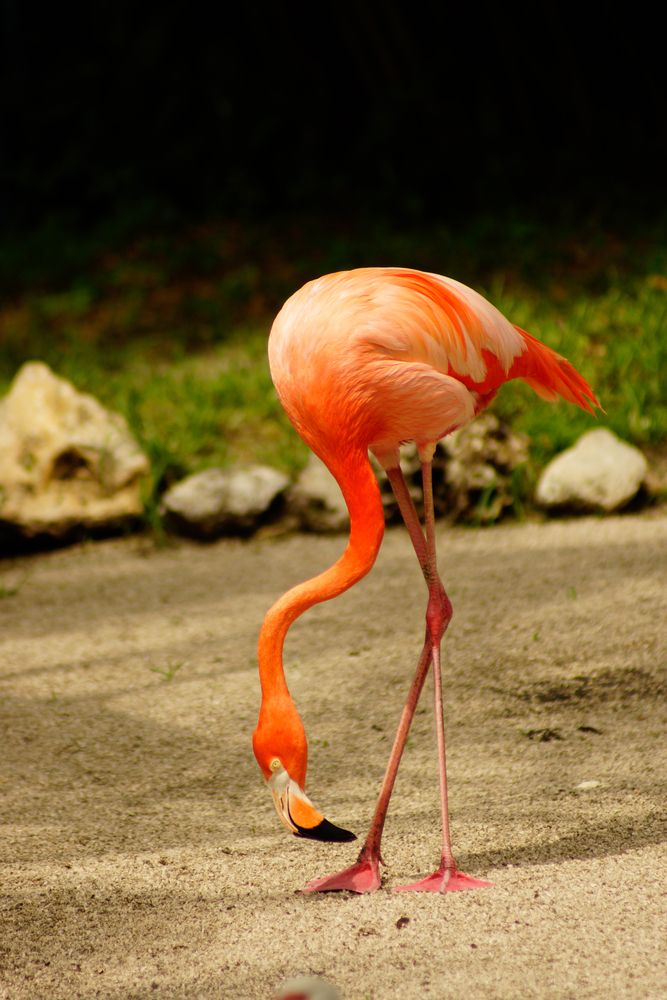 Beautiful orangish flamingo at Flamingo Gardens