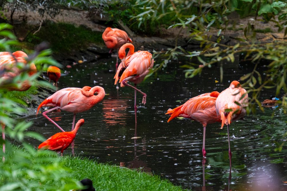 Flamingos up Close at Flamingo Gardens