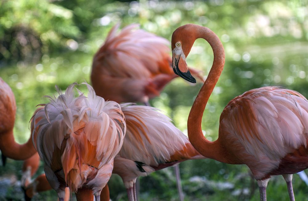 Flamingos up Close at Flamingo Gardens