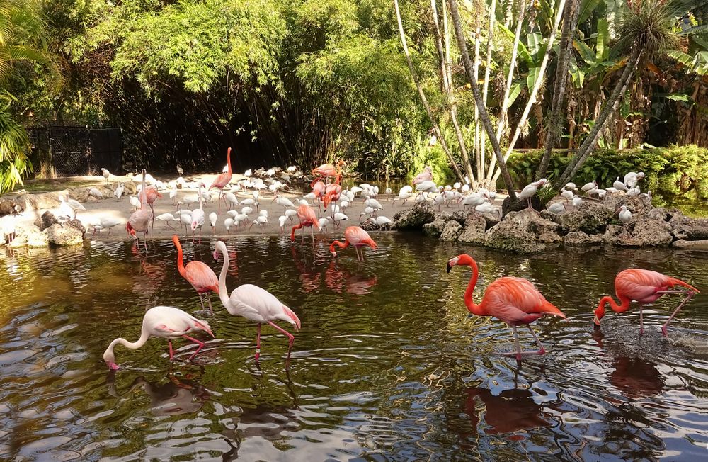 Pretty flamingos at Flamingo Gardens