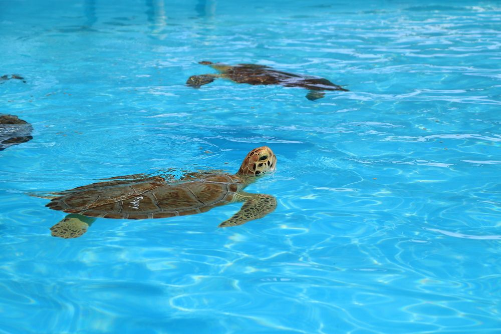 Injured turtles at Florida Keys Turtle Hospital