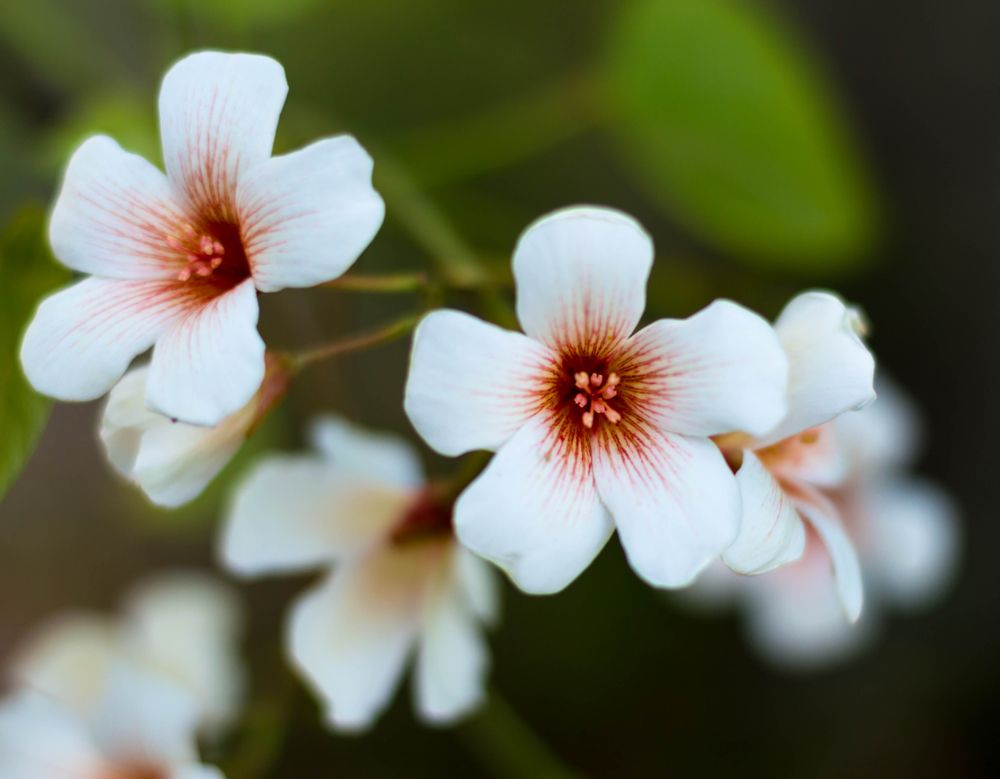 Flower at Abita Springs