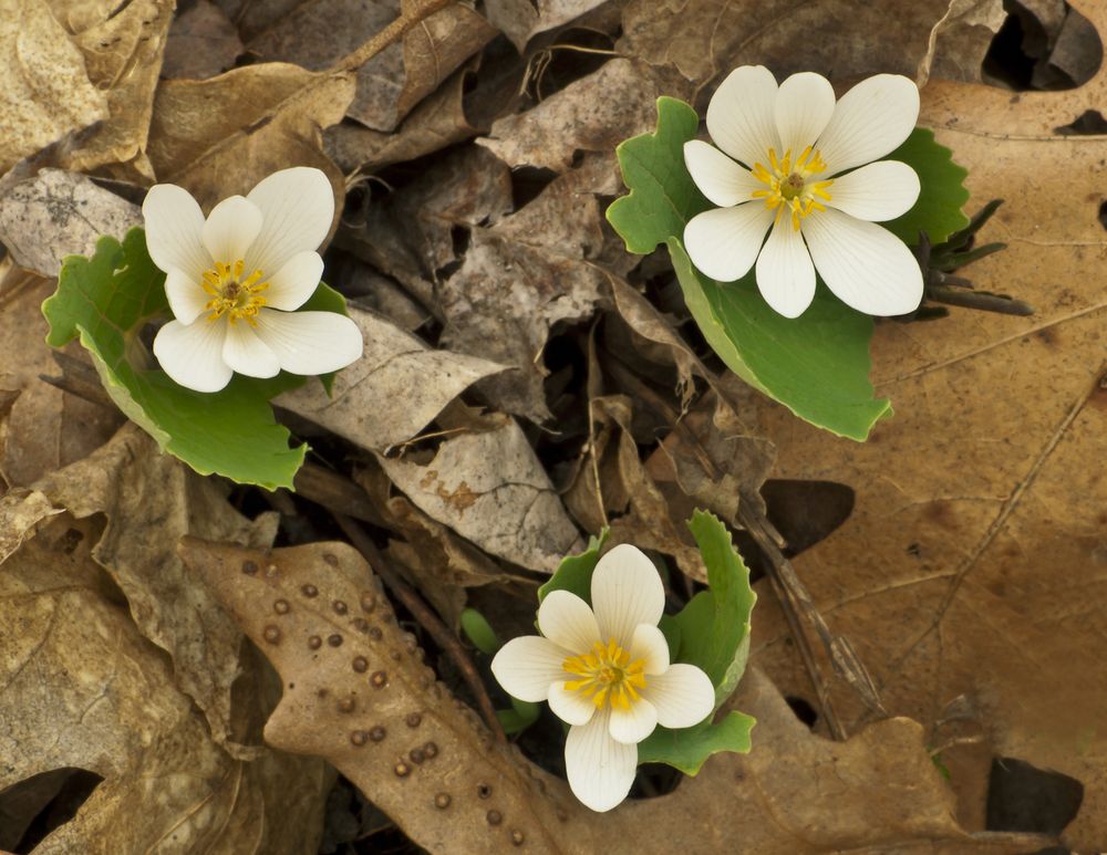Flowers at Lyons Woods Forest Preserve