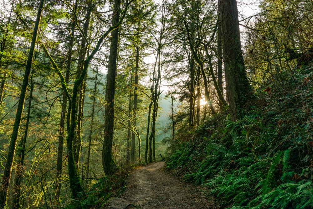 Forest Park in Portland, Oregon