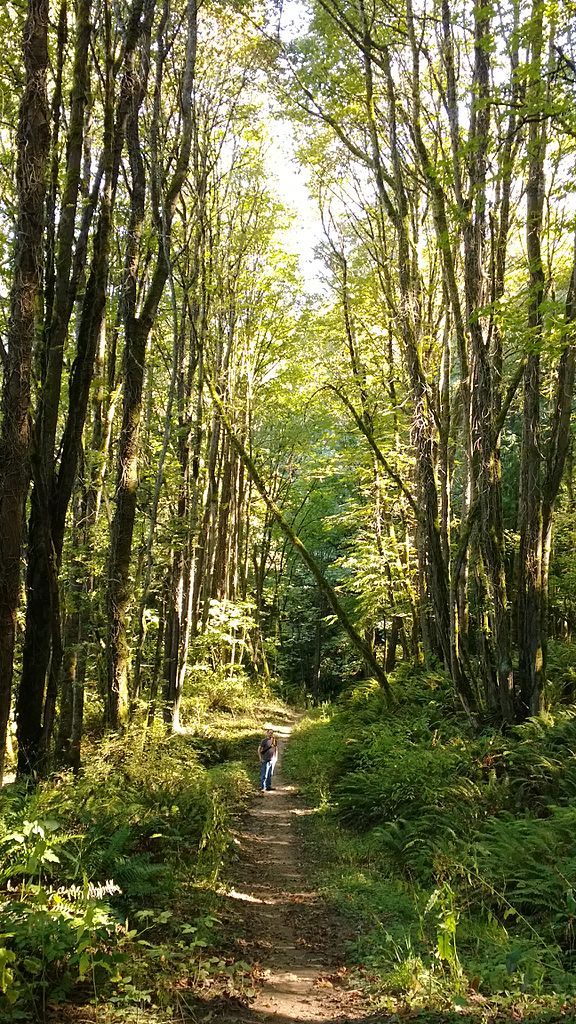 A man hiking through the Forest Park