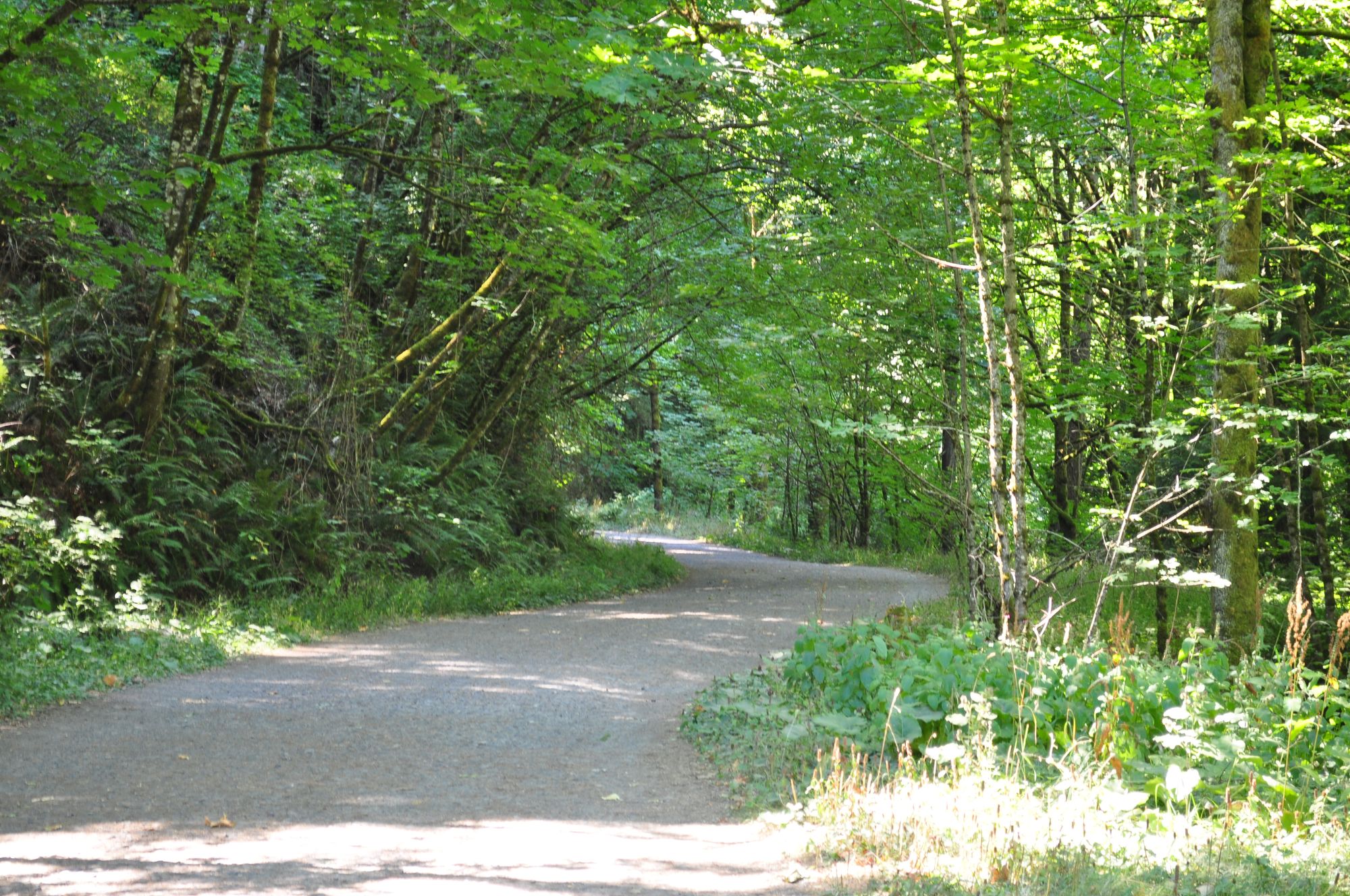 Hiking trail at Forest Park