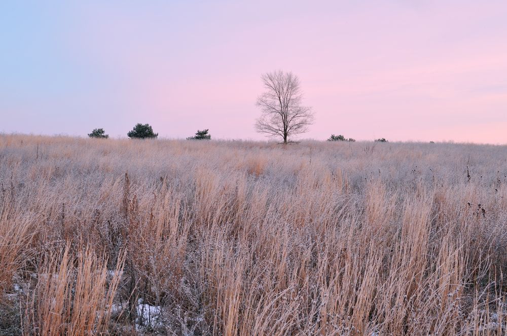 Fields with dusky pink sky in the background at Fort Custer Recreation Area