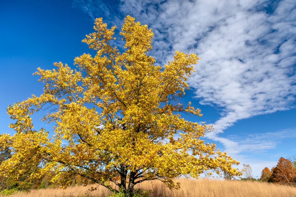 Fort Harrison State Park during fall