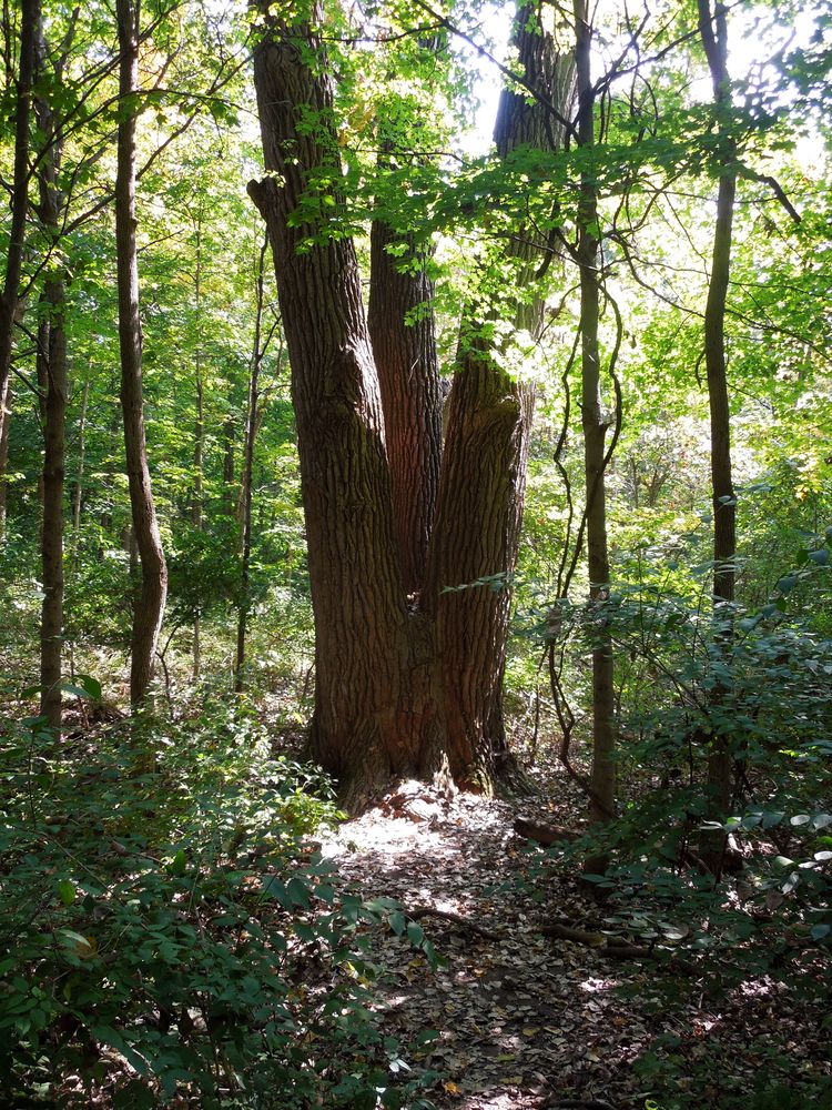 Thick trees at the Fort Harrison State Park