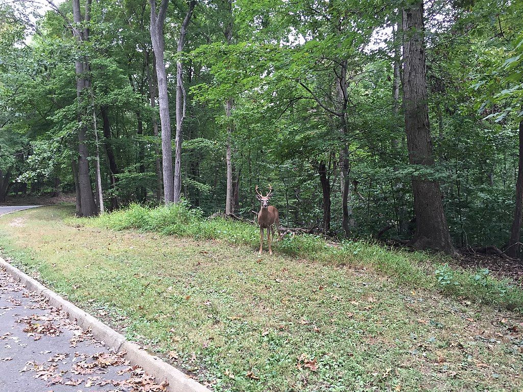 Deer at Fort Marcy Park