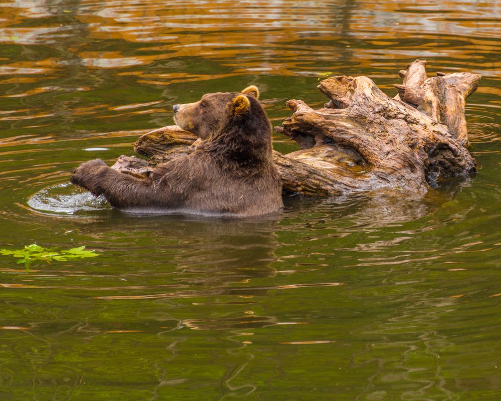 A bear swimming at Fortress of the Bear