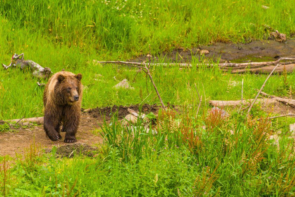 Bear walking through the Fortress of the Bear