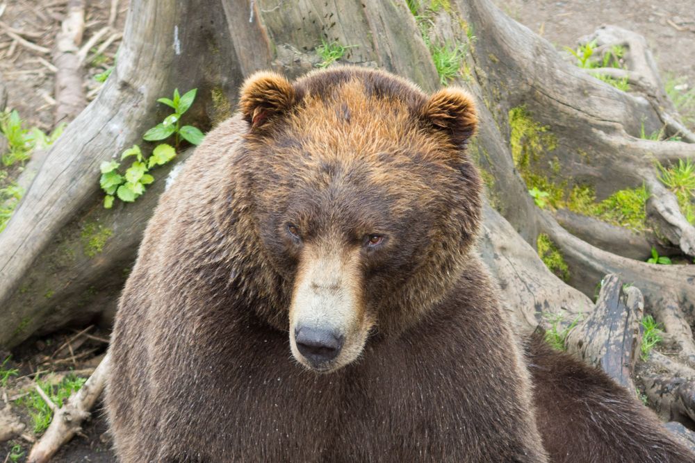 Close-up of a bear at Fortress of the Bear
