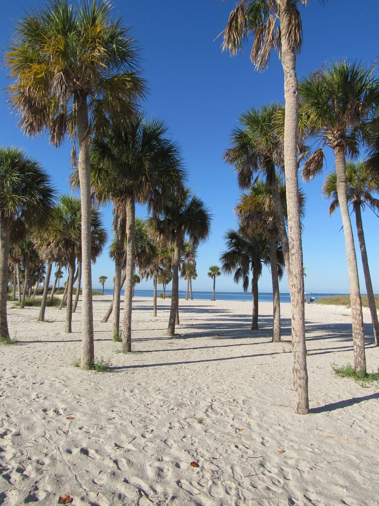 Tall Palm trees at Fred Howard Park