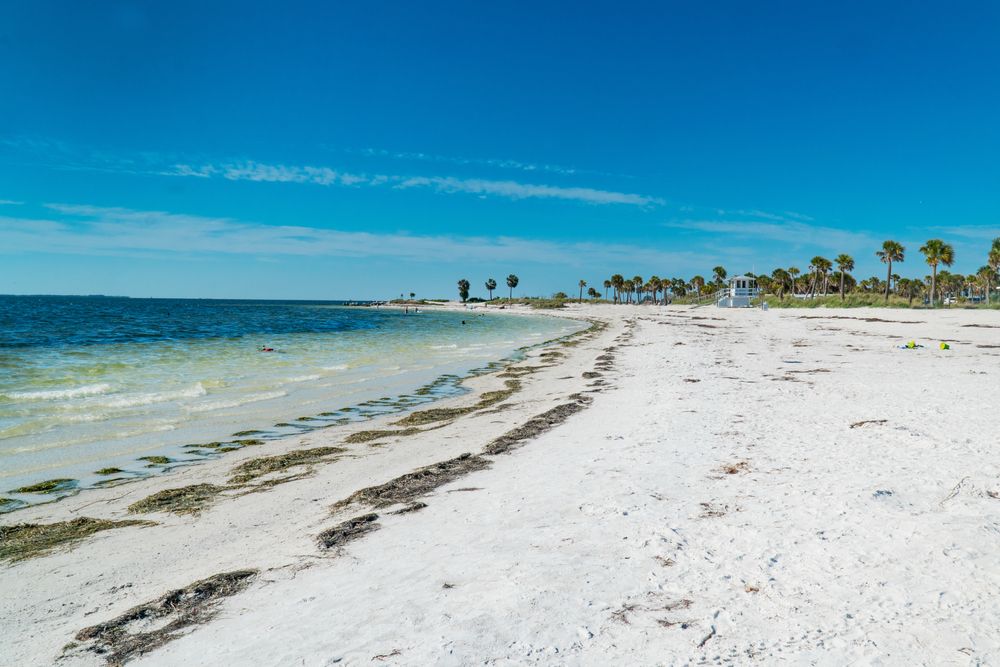 Sandy shore at Fred Howard Park