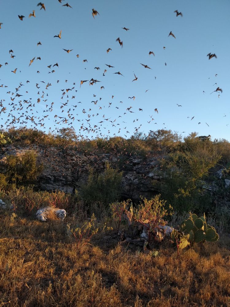 Bats emerging from the bat cave.