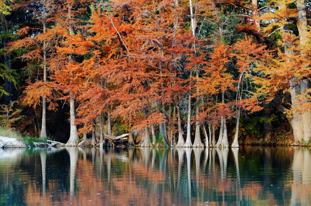 Tall, bright orange trees reflecting on Frio River.