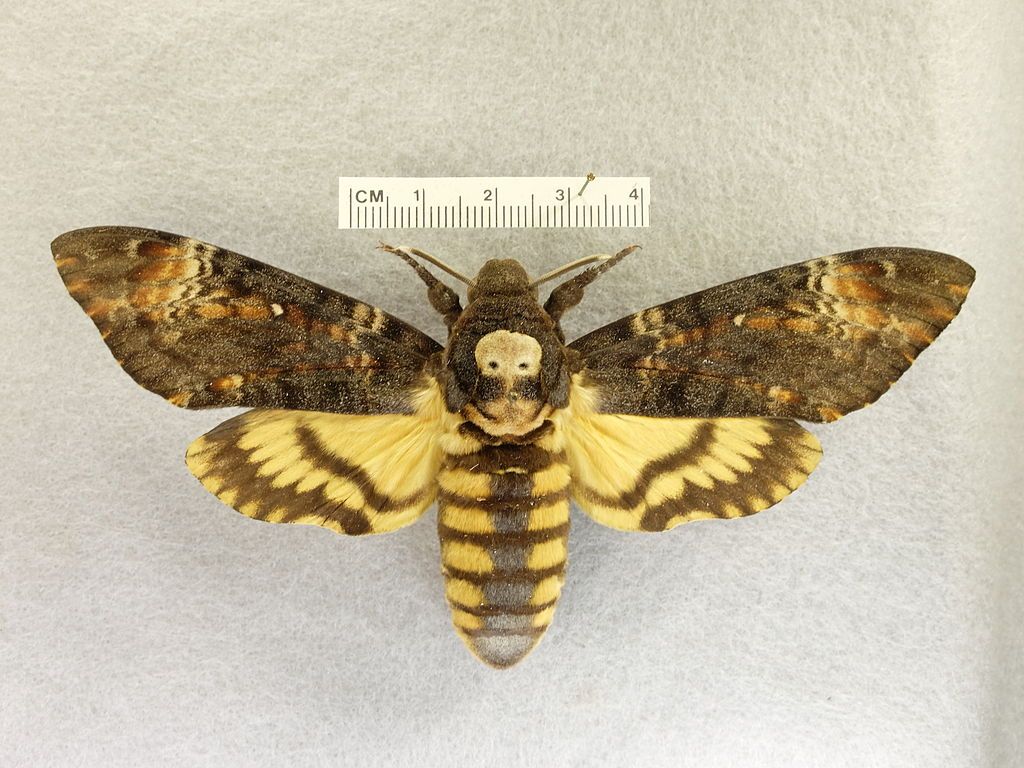 An insect in Frost Entomological Museum