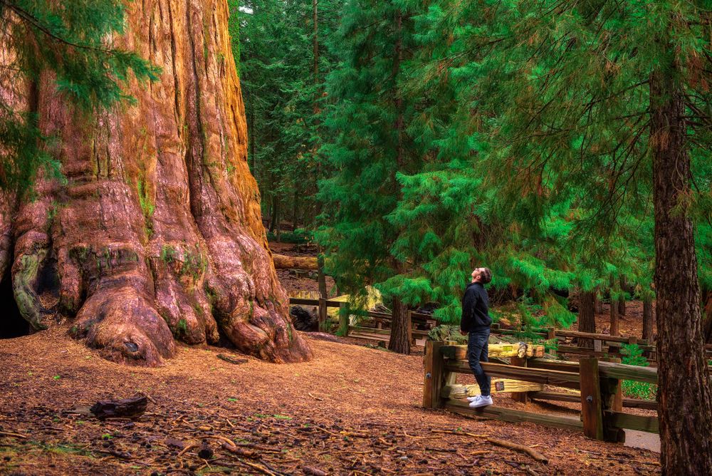 Tourist admiring the view of the General Sherman Tree