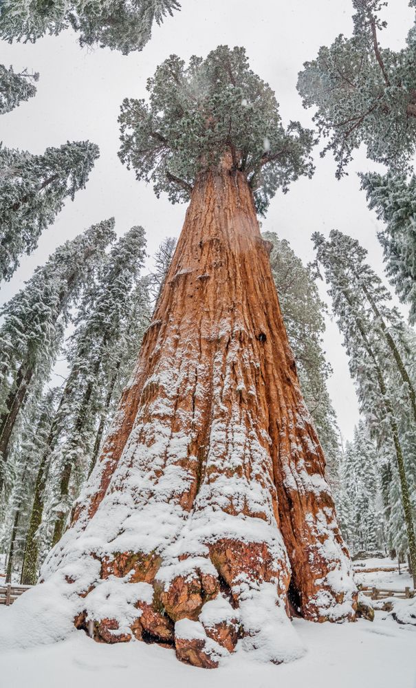 General Sherman Tree covered with snow