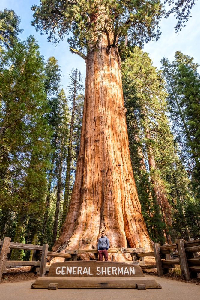 A man posing in front of the General Sherman Tree