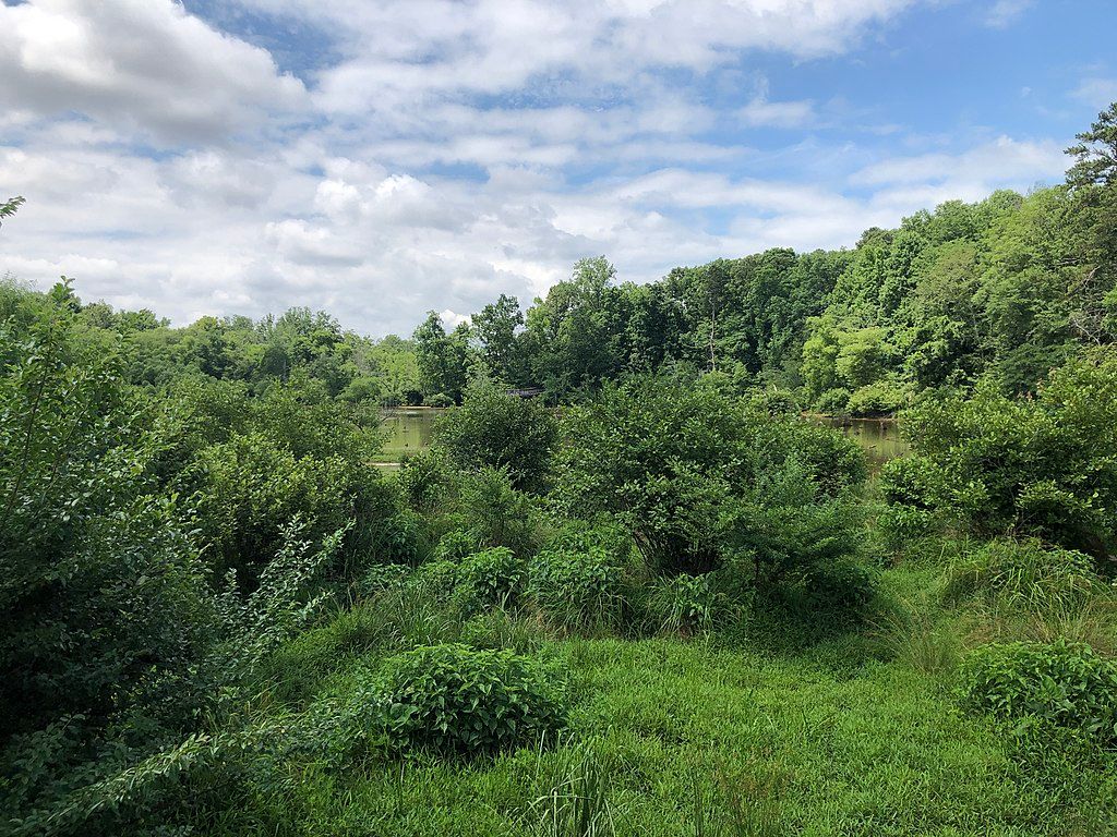 Thick vegetation at George Pierce Park