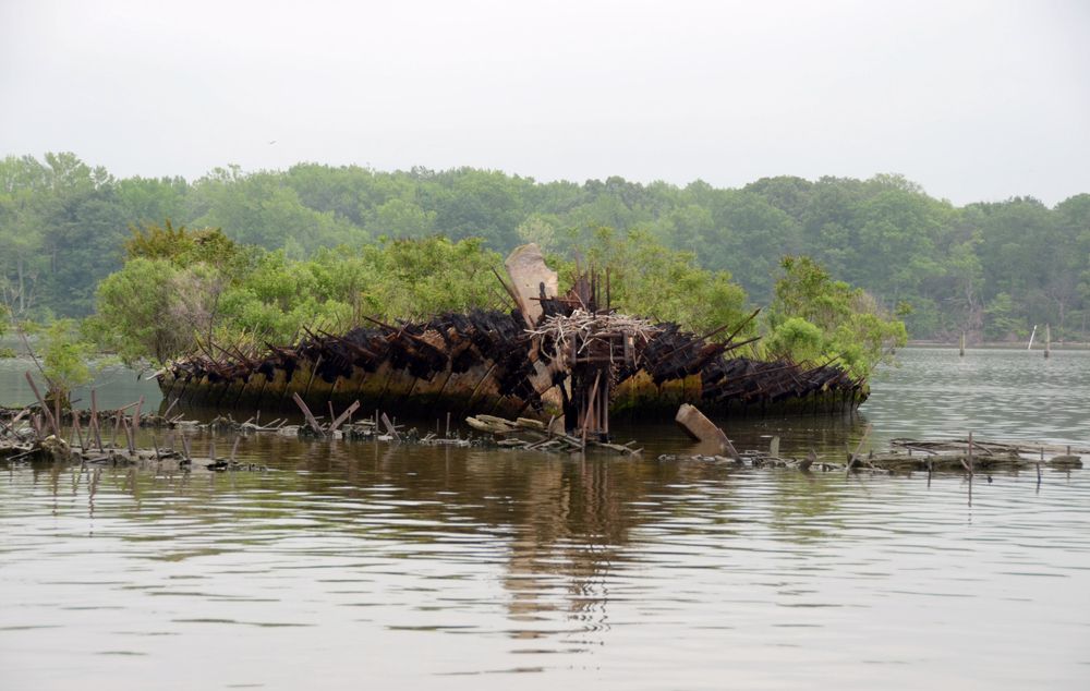 View of Ghost Fleet in Mallows Bay