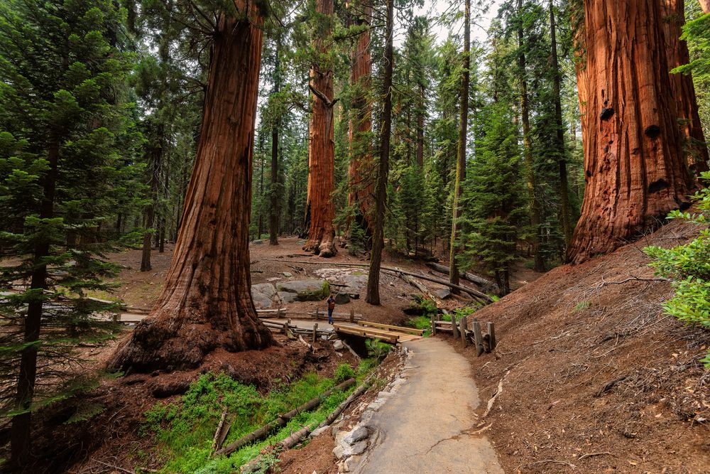 Trail along the Giant Forest