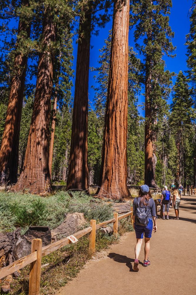 Visitors hinking through the Giant Forest