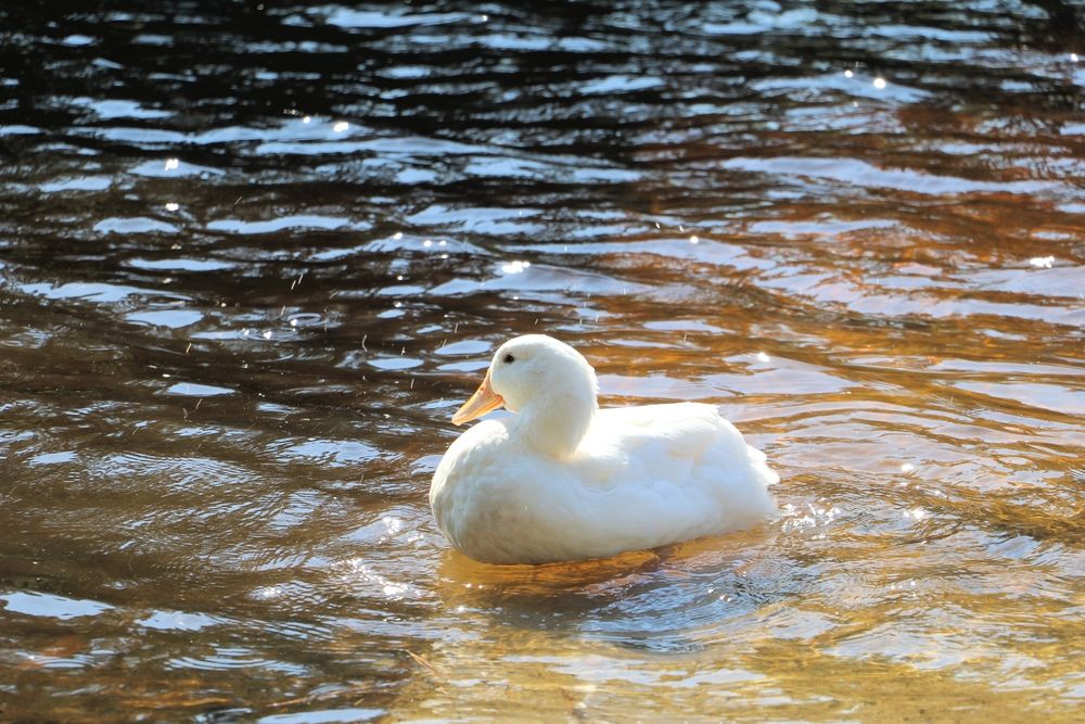 A duck swimming in Gibson Pond Park