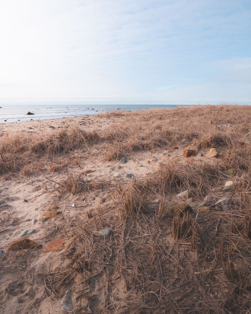 Dry grass and sea weeds on the coastline of Gooseberry Island