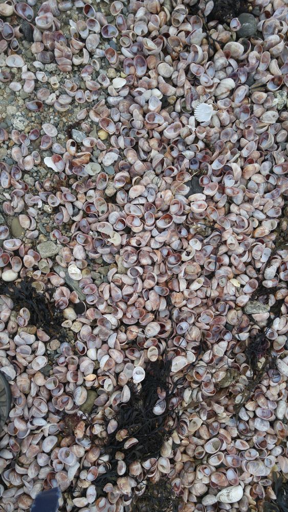 Plethora of shells at Gooseberry Island