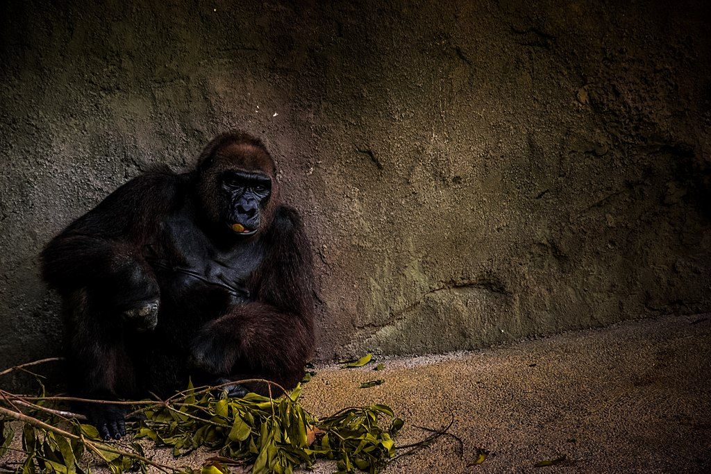 Gorilla at Central Florida Zoo & Botanical Gardens