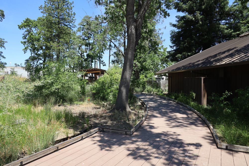 Wooden pathway at Grace Hudson Museum